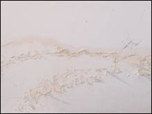 Coral Gables Restoration Expert, Coral Gables, FL 786-364-3658 Coral Gables Restoration Expert, Coral Gables, FL 786-364-3658