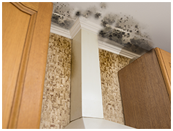 Pompano Beach Emergency Restoration Pompano Beach, FL 561-260-5190